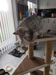 What's your dcat doing today?