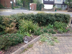 Ideas to improve front garden please!
