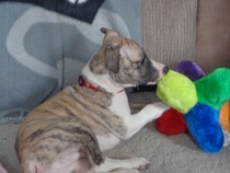 Does anyone fancy a 'puppy survival' thread?