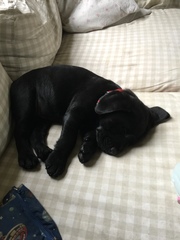 Does anyone fancy a 'puppy survival' thread?