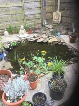 Wildlife pond LIVE!
