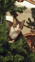 Tell Bought By Many Pet Insurance about your pets’ biggest mishaps - £300 voucher to be won NOW CLOSED