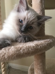 Devastated over the loss of my boy