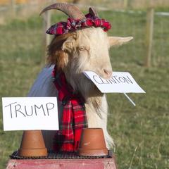 AIBU to want my goat?