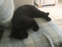 My new cat!