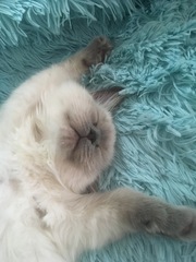 Devastated over the loss of my boy