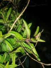 Anyone know what this herb is?