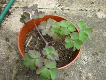 aquilegia downy mildew?