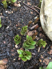Can anyone tell me what these are?