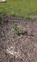 Allotment/Veg Patch -Thread  8 - Its spring - time to get busy!