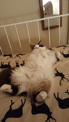 Devastated over the loss of my boy