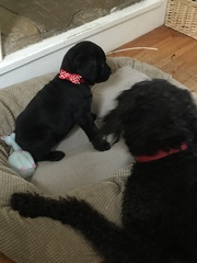 Does anyone fancy a 'puppy survival' thread?