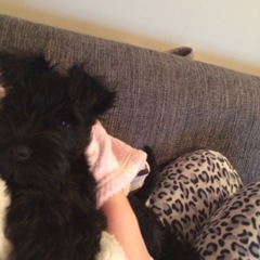 Does anyone fancy a 'puppy survival' thread?