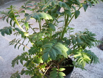 Can any one tell me what this Mystery Plant is please..........?