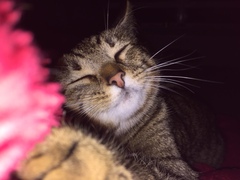 New cat coming tomorrow, catastrophe yesterday