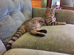 New cat coming tomorrow, catastrophe yesterday
