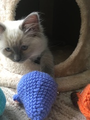 Devastated over the loss of my boy