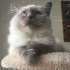 Devastated over the loss of my boy