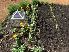 Allotment/Veg Patch -Thread  8 - Its spring - time to get busy!