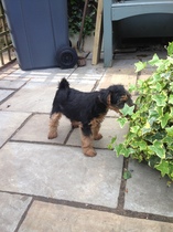 Does anyone fancy a 'puppy survival' thread?
