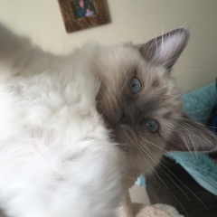 Devastated over the loss of my boy