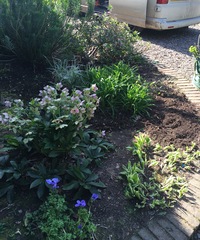 What shall I plant in here?