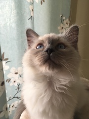 Devastated over the loss of my boy