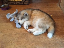 Does anyone fancy a 'puppy survival' thread?