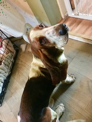 Week 9 - Spring Low Carb Bootcamp - our last fortnight