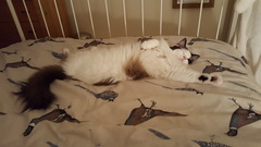 Devastated over the loss of my boy