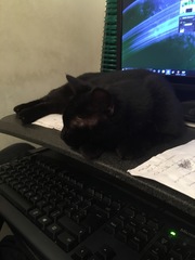 What's your dcat doing today?