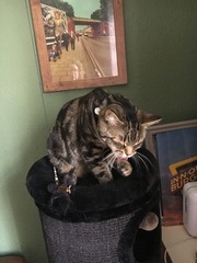What's your DCat up to today? Pt 2