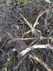Weed identification