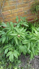 Do you know what these are?