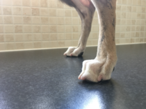 Are my ddog's nails too long? (Pics)