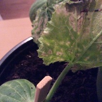 Allotment/Veg Patch -Thread  8 - Its spring - time to get busy!