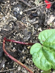 Allotment/Veg Patch -Thread  8 - Its spring - time to get busy!