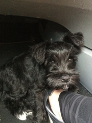 Does anyone fancy a 'puppy survival' thread?