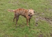 Show me your border terriers