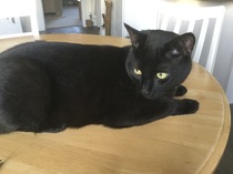 My new cat!