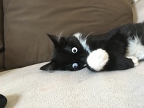 What's your dcat doing today?