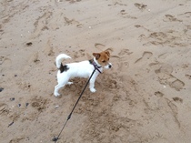 Getting our Jack Russell tomorrow