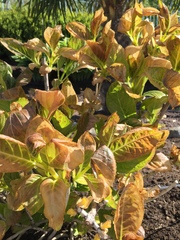 Help - hydrangea damage. Why? (Photos)