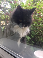 Sad little cat has turned up in my garden