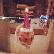 To worry about a friend that has taken a day off work to celebrate her dogs birthday, alone, with hats, personalised cake and those blowie things