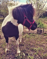My toddler wants to name his new mini Shetland mare 'Kevin' HELP