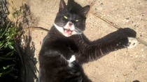 Weird things your cats eat
