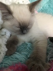Devastated over the loss of my boy