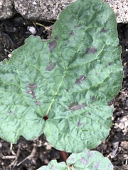 Allotment/Veg Patch -Thread  8 - Its spring - time to get busy!