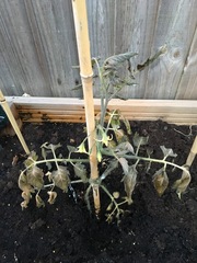 What killed my tomato plant? 🌱